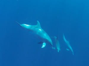Tofo-Dolphin1