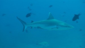 Tofo-Reef-Shark1