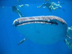Tofo-Whale-Shark2