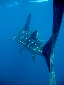 Tofo-Whale-Shark3