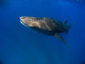 Tofo-Whale-Shark4