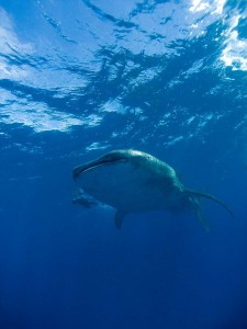 Tofo-Whale-Shark5