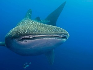 Tofo-Whale-Shark6